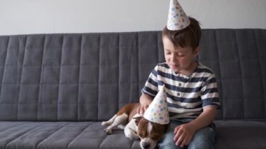 4k. Funny chihuahua dog with happy preschool boy. Birthday dog in party hat.