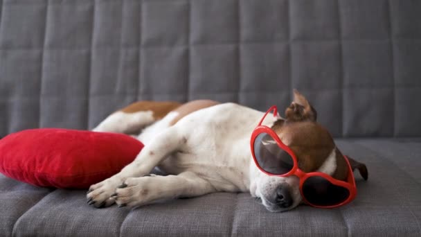 4k. Chihuahua perro con corazón rojo en gafas de sol corazón. valentine. — Vídeos de Stock