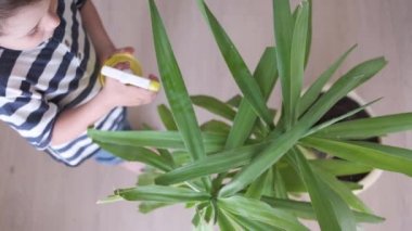 4k. Funny little cute boy watering plant in home.