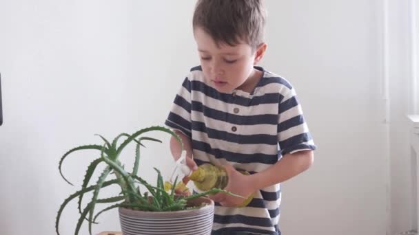 4k. Rolig liten söt pojke vattna växt i hemmet. — Stockvideo