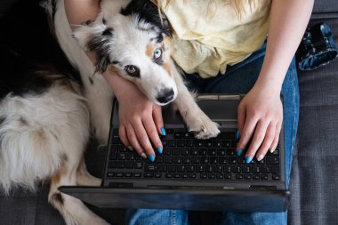  womans hands with Australian shepherd dog With laptop