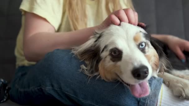 Vrouwen handen huisdier blauw merle Australische herder hond — Stockvideo