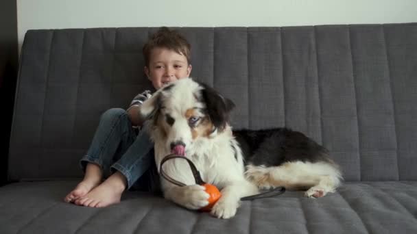 4kだ。オーストラリアの羊飼いの犬のボールと小さな幸せな男の子の遊び — ストック動画