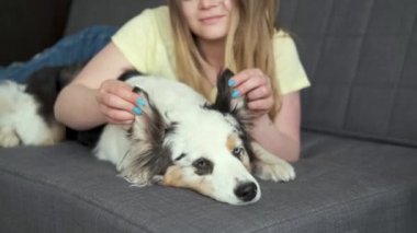 4 bin. Kadınların elleri mavi merle Avustralya çoban köpeklerinin kulaklarını tutar. 