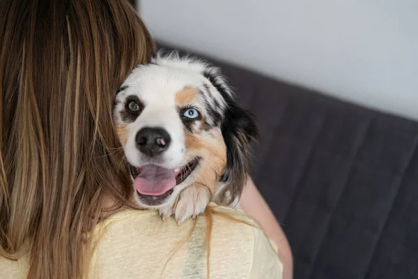 澳大利亚牧羊犬，澳大利亚牧羊犬 — 图库照片