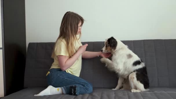 4k. Aantrekkelijke vrouw trein voeden blauwe merle Australische herder hond — Stockvideo