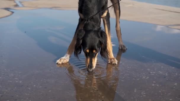 Собака салуки пьет воду из лужи — стоковое видео