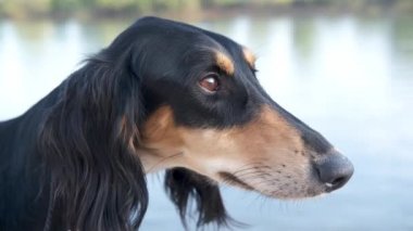 4 bin. Saluki köpek kafası. Kahverengi ve bej. portreyi kapat. 