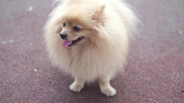 4k. Πορτρέτο του στέκεται μπεζ χαριτωμένο pomeranian Spitz σκυλί — Αρχείο Βίντεο