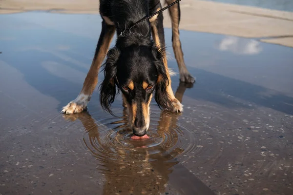 Saluki dog drink water from a puddle