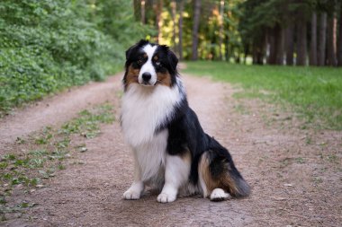  Yazın ağzı açık gezen Avustralyalı çoban köpeği. Ormanda otur.
