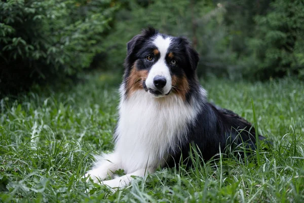 Cane pastore australiano in estate. Sdraiato sulla foresta di erba — Foto Stock