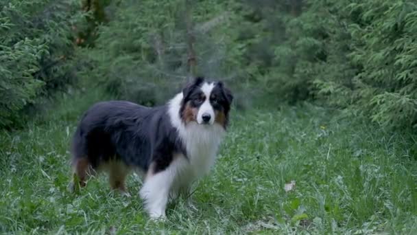 4kだ。夏にオープン口の肖像画とオーストラリアの羊飼いの犬。森の中に立つ — ストック動画