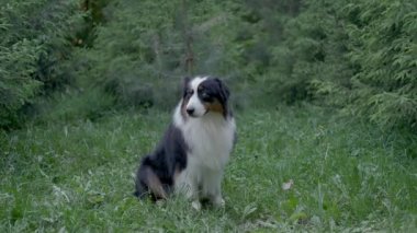 4 bin. Yazın Avustralya çoban köpeği. Çimen ormanında yatıyor.