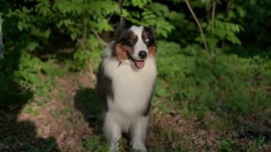 4 bin. Yazın Avustralya çoban köpeği. Çimen ormanında yatıyor.