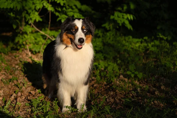 Australian shepherd dog with open mouth portrait in summer. Stand in forest — Stock Photo, Image