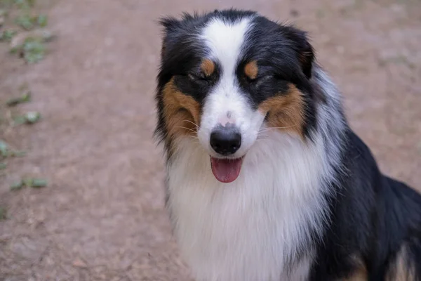 Chien de berger australien aux yeux rapprochés portrait en été — Photo