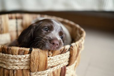 Rus spanyel çikolatalı merle mavi gözlü yavru köpek sepette yatıyor.