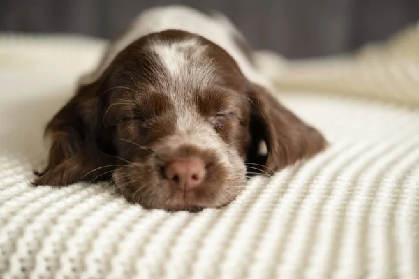 Russian spaniel chocolate merle blue eyes puppy dog lying and sleep on couch — Stock Photo, Image