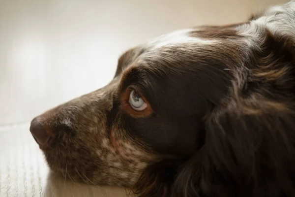 Russian spaniel chocolate merle blue eyes dog lying on floor — Stock Photo, Image