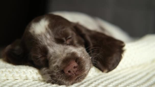 Ruso spaniel chocolate merle azul ojos cachorro perro mintiendo y dormir en sofá — Vídeos de Stock