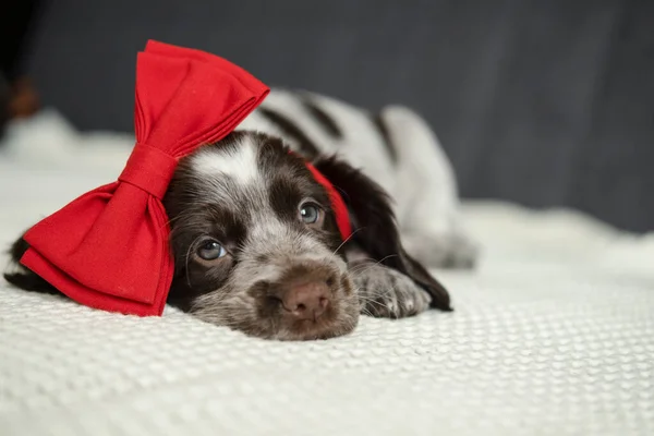 Коричневий російський щеня-скотина лежав на дивані з червоним серцем на голові. Валентинів день. — стокове фото
