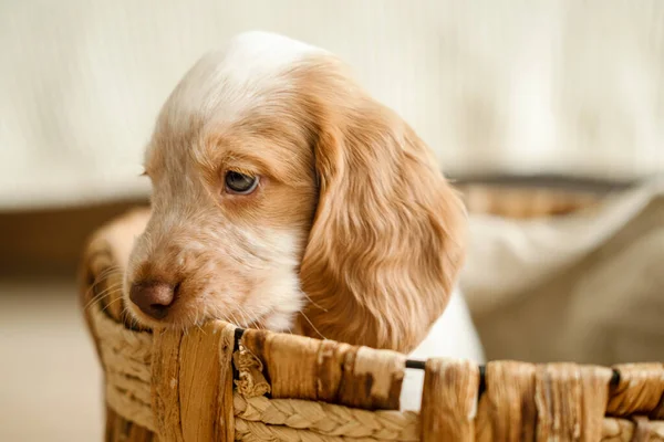 Rosyjski spaniel czerwony i biały niebieski oczy szczeniak pies leżący w koszyku — Zdjęcie stockowe