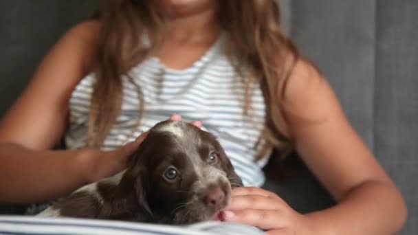 4k. Linda niña mascota rusa spaniel perro cachorro marrón — Vídeos de Stock