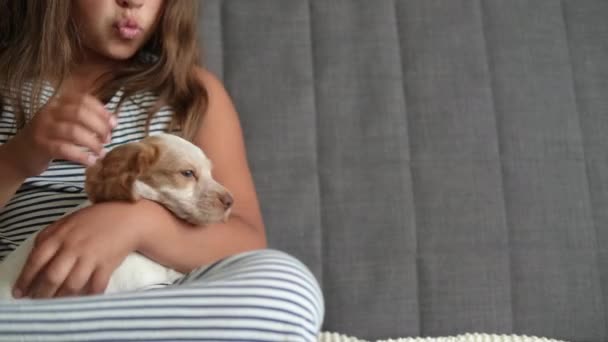 4k. carino bambina pet e bacio russo spaniel rosso e bianco cucciolo cane — Video Stock
