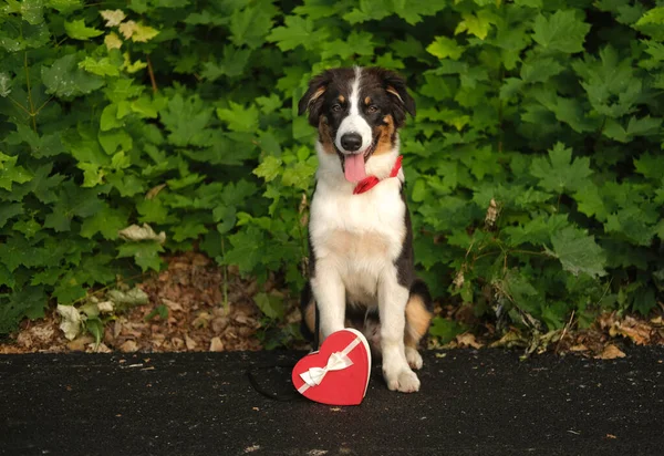 Cão pastor australiano engraçado em bowtie vermelho com presente Imagens Royalty-Free