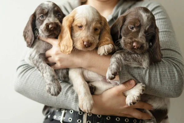 Kvinnors händer håller tre ryska spaniel brun merle valp hund — Stockfoto