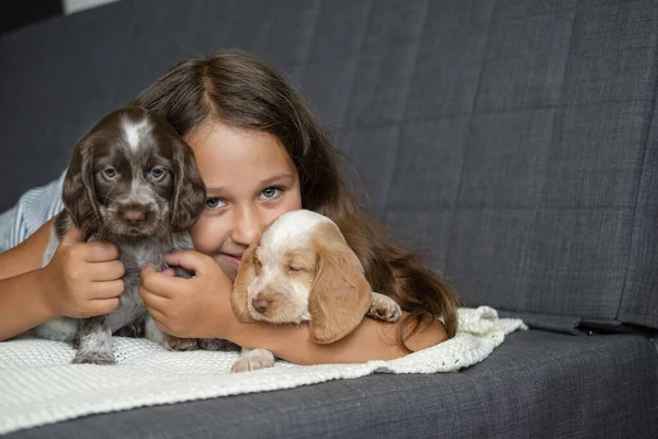 Menina bonito abraçar e mentir com dois cachorrinho spaniel russo Fotografia De Stock