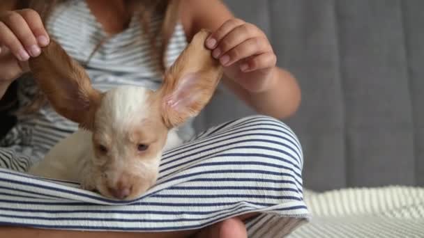 4k. Niñas manos sostienen ruso spaniel cachorro perros orejas ojos azules. — Vídeos de Stock