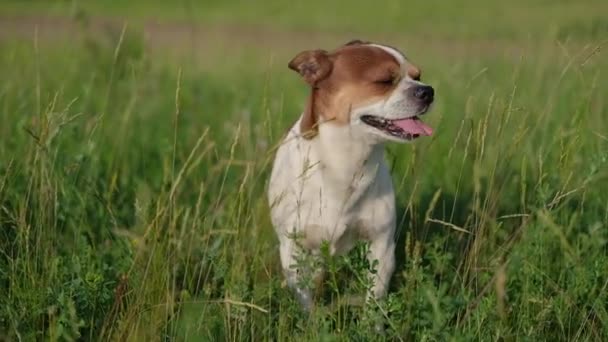 Mały pies chihuahua stojący o zachodzie słońca w letni dzień — Wideo stockowe