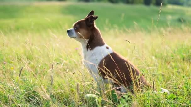 Small chihuahua dog sit at sunset summer day — Stock Video