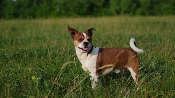 Yaz günü gün batımında duran küçük bir chihuahua köpeği. — Stok video