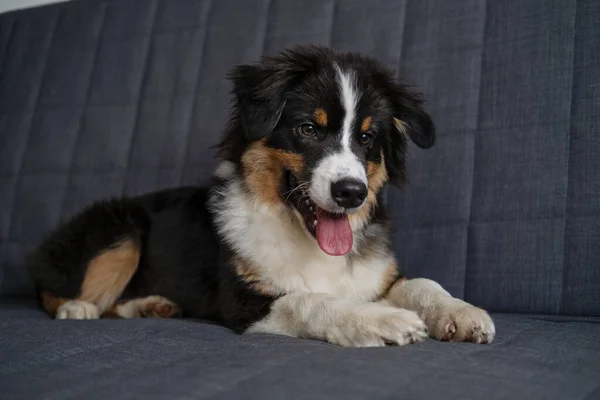 Australian shepherd three colours puppy do lie on couch — Stock Photo, Image