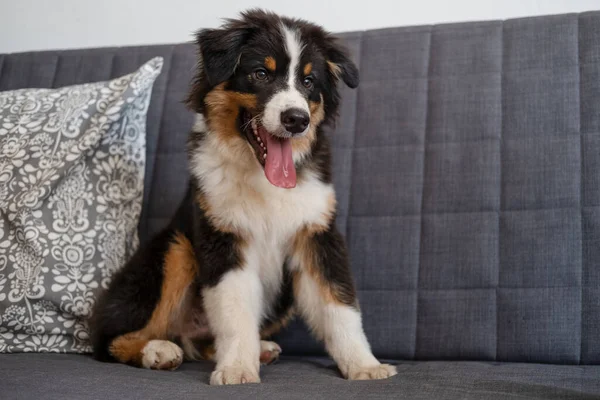 Pastor australiano três cores filhote de cachorro sentar no sofá Imagem De Stock