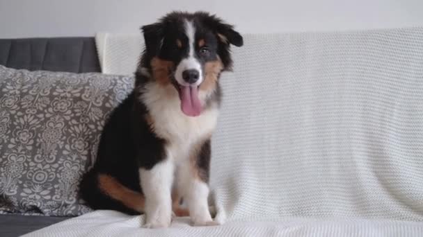 Australischer Schäferhund dreifarbig Welpe Hund sitzt auf Couchdecke — Stockvideo