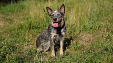 Avustralya mavi düdüklü köpeği çimlerin üzerinde oturur. Kulakları taşı.