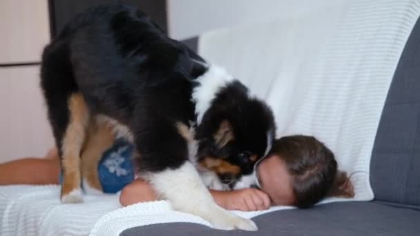 Παιχνιδιάρικο χαρούμενο σκυλί ξυπνάει το κορίτσι του ιδιοκτήτη για βόλτα. — Αρχείο Βίντεο