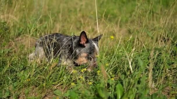 Australiano azul talón perro olfatear hierba buscando comer — Vídeos de Stock