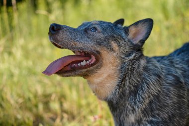 Avustralya mavi düdüklü köpeği çimlerin üzerinde oturur. Yan görünüm.