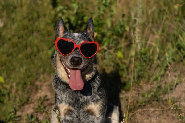 Australiano azul heeler sorrindo cão feliz em óculos de sol coração na grama. — Fotografia de Stock