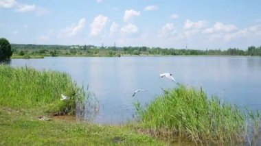  Martılar bulutlu bir yaz gününde gölün yakınında uçarlar.. 