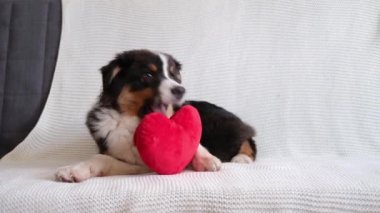 Avustralya çoban köpeği kanepeye uzanmış büyük bir kalple oynuyor. Sevgililer Günü