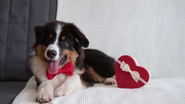Pastor australiano cachorro perro acostado en el sofá con caja de regalo del corazón. San Valentín — Vídeos de Stock