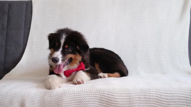 Pastore australiano cucciolo di cane sdraiato sul divano in papillon rosso. San Valentino — Video Stock