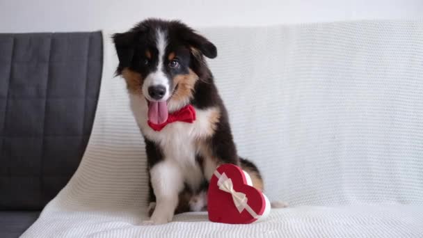 Australische herder puppy zit op de bank met hart geschenkdoos. Valentijnsdag — Stockvideo