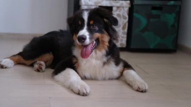 Avustralyalı çoban köpeği yerde yatar.